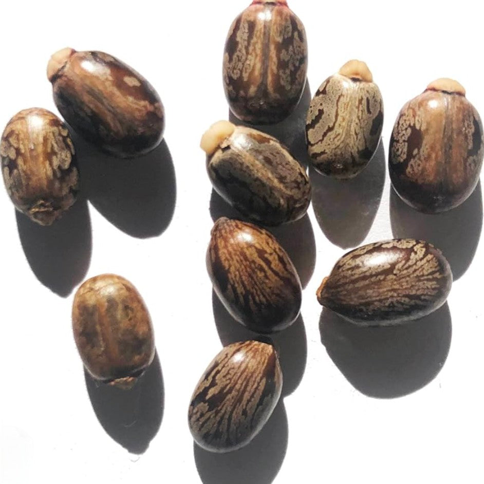 POKE ROOT OIL /Infused with Jamaican black castor oil