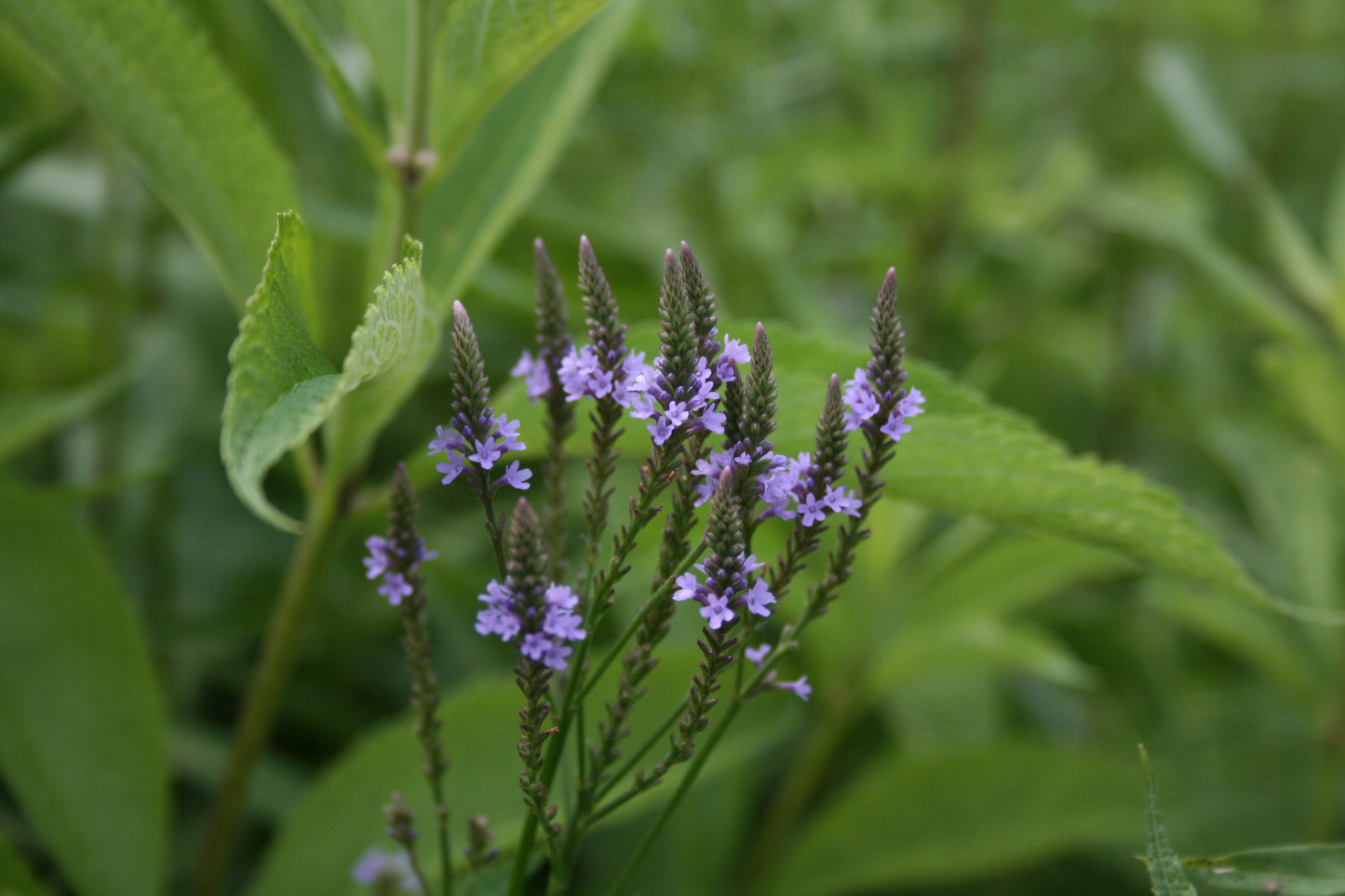 Blue Vervain