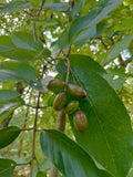 Haritaki fruit powder