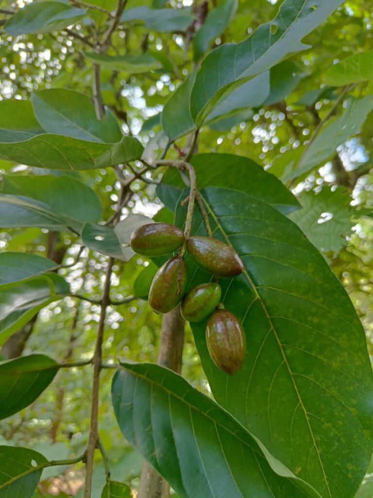 Haritaki fruit powder