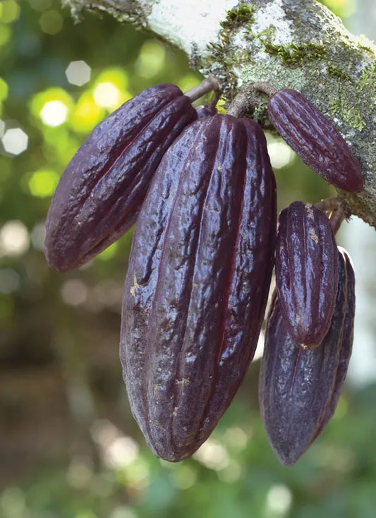 GRES CACAO