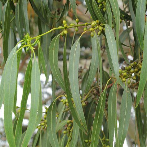 Eucalyptus Leaves