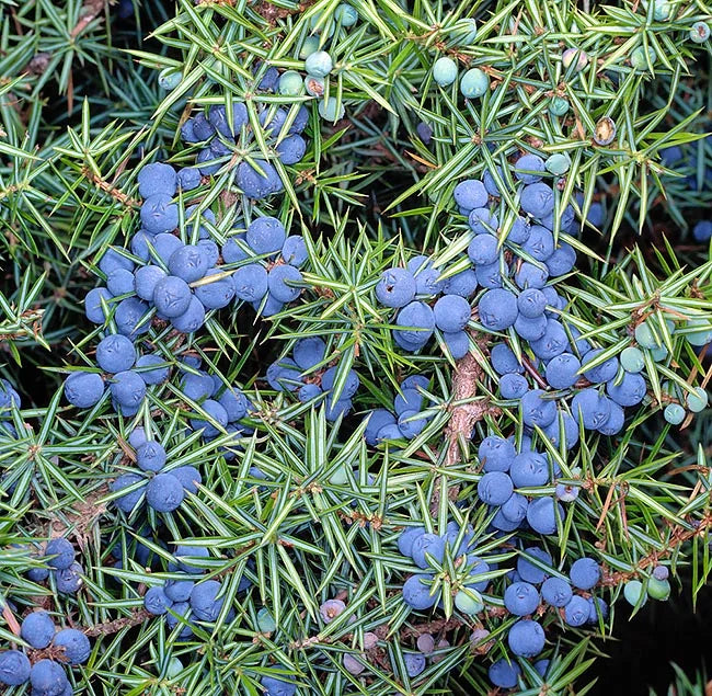 Juniper Berries