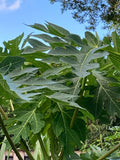 Papaya Leaf