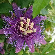 Passionflower