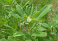 Fenugreek