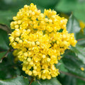 Oregon grape root
