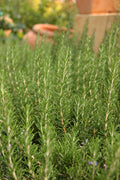 Rosemary