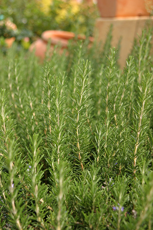 Rosemary