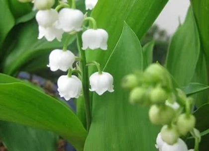 Lily Of The Valley