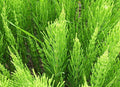 Horsetail