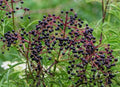 Elderberry