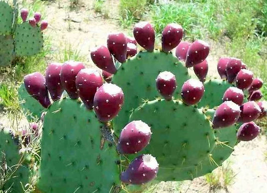 Nopal