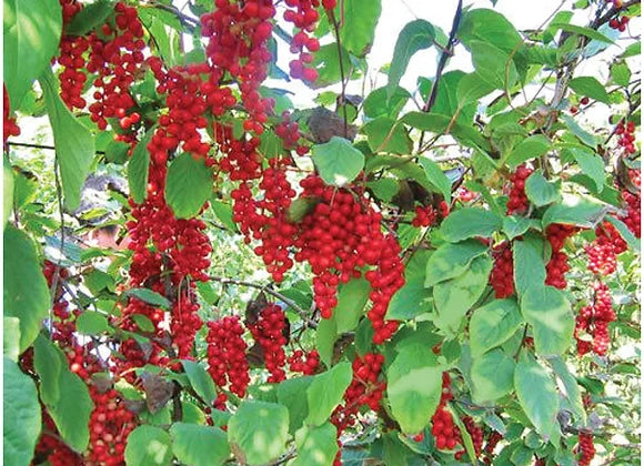 Schisandra Berries