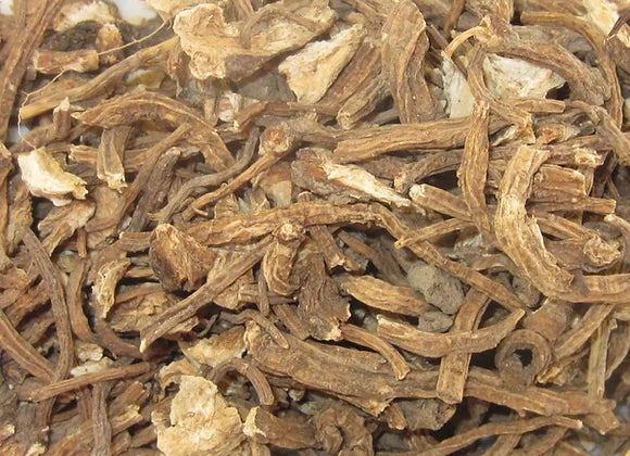 Angelica Root