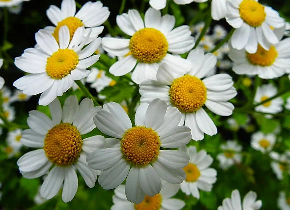 Feverfew