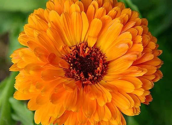 Calendula
