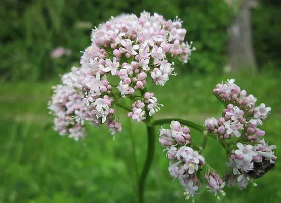 Valerian Root