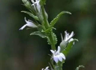 Lobelia