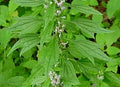 Motherwort