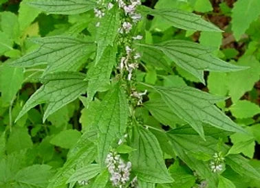 Motherwort