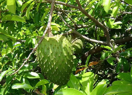 Soursop Leaves