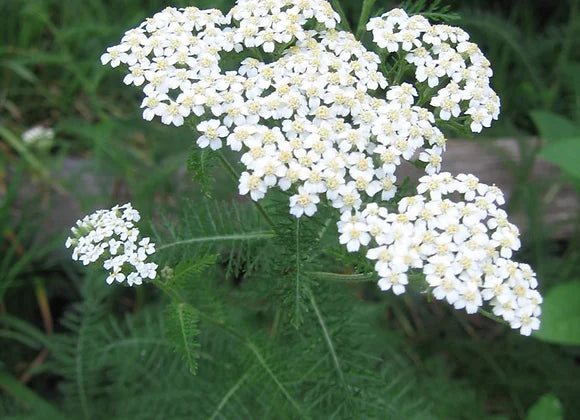 Yarrow