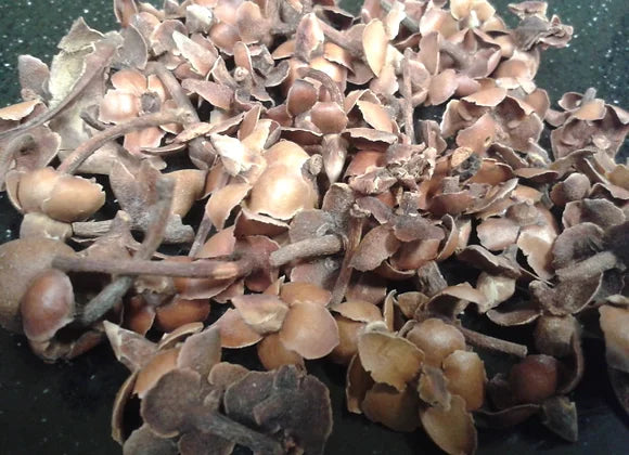 Tilia Estrella (Linden Star)