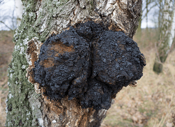 Chaga Mushroom Powder