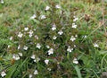 Eyebright