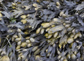 Bladderwrack