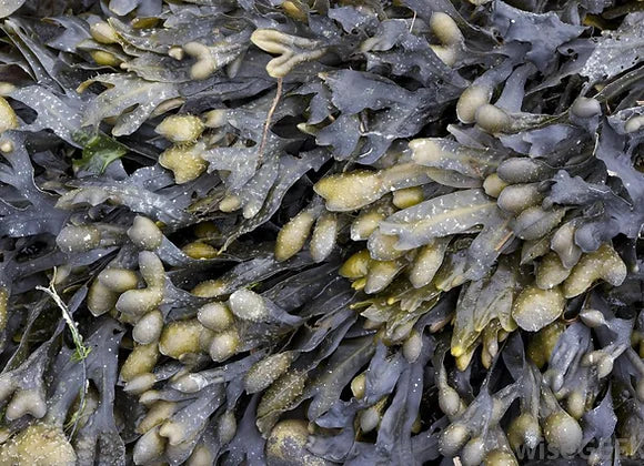 Bladderwrack