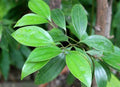 Cinnamon Leaf