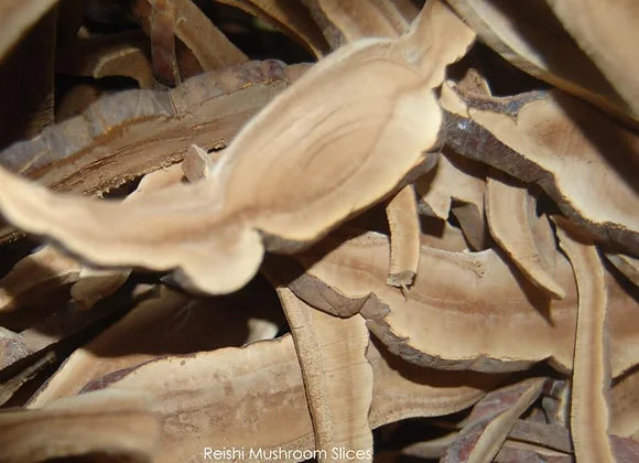 Reishi Mushroom