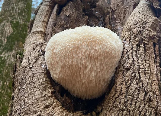 Lions Mane