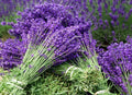 Lavender Flower