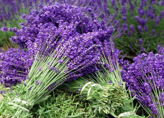 Lavender Flower
