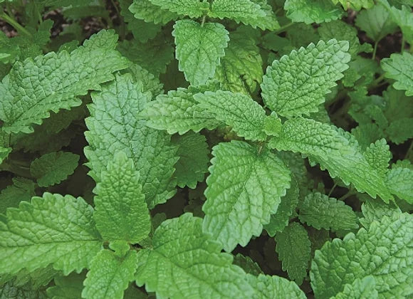 Lemon Balm