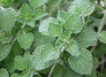 Horehound