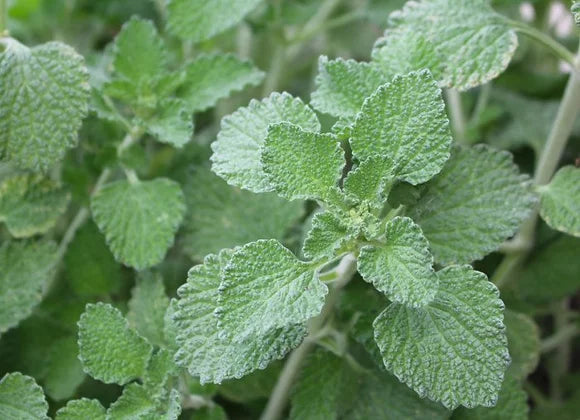 Horehound