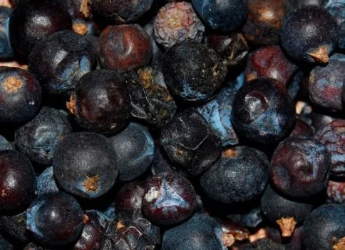 Juniper Berries