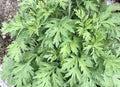 Mugwort