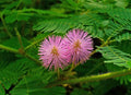 Sensitive Plant