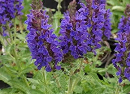 Hyssop