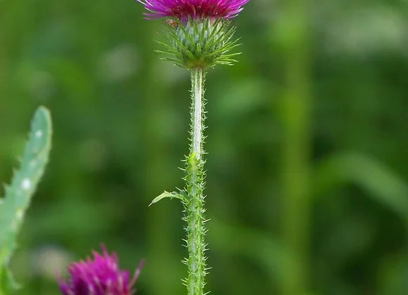Milk Thistle Seed