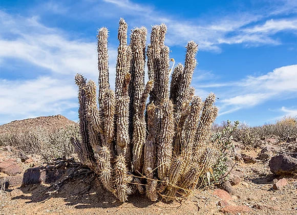 Hoodia