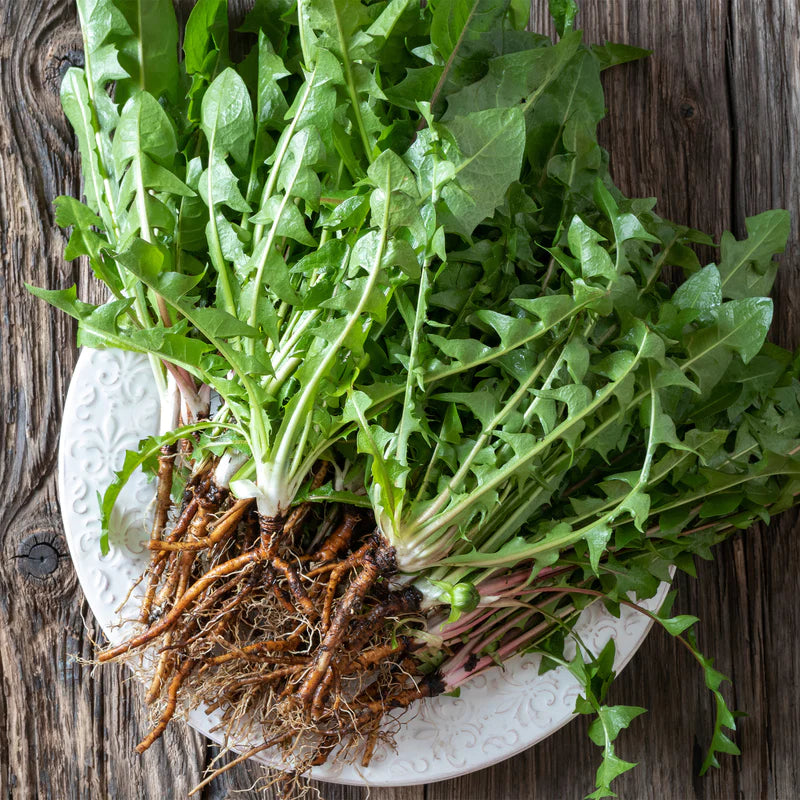 Dandelion Root