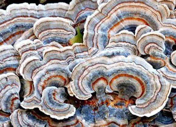 Turkey Tail Mushroom