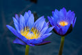 EGIPTIAN BLUE LOTUS FLOWER