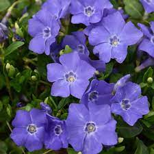 Periwinkle